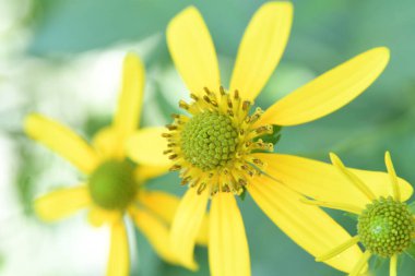 Orlando Florida 'daki Lew Garden. 