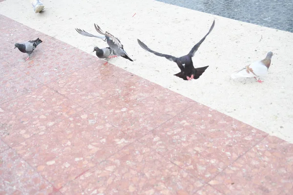 비둘기를 먹이는 사람들이 광장에서 바라본다 — 스톡 사진