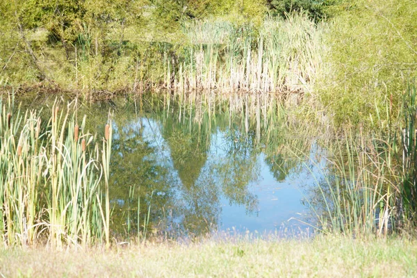 Vista Sobre Uma Lagoa Tranquila Perto Floresta — Fotografia de Stock