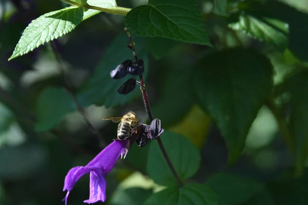 Lew Garden Orlando Florida — Stockfoto