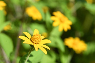 Orlando Florida 'daki Lew Garden. 