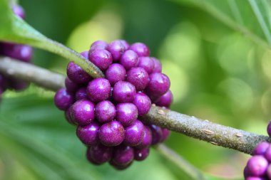 Orlando Florida 'daki Lew Garden. 