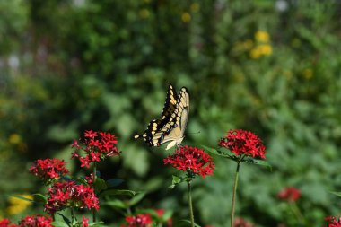 Orlando Florida 'daki Lew Garden.