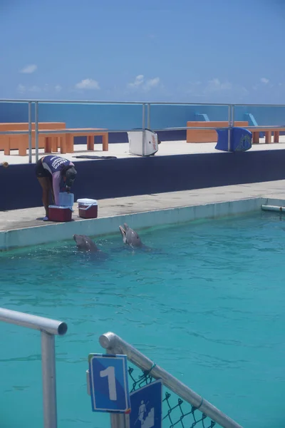 Vista Piscina Con Delfines Lindos — Foto de Stock