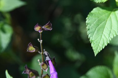 Orlando Florida 'daki Lew Garden. 