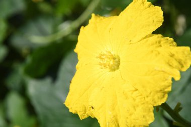 Orlando Florida 'daki Lew Garden. 