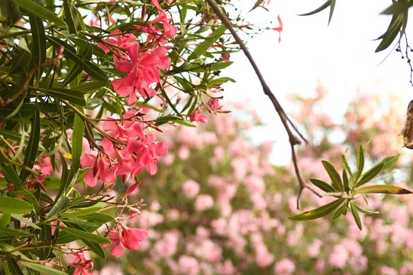 Vista Vicino Bellissimi Fiori Fiore — Foto Stock