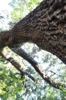 Orlando Florida 'daki Lew Garden. 