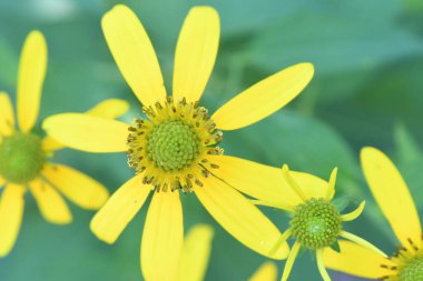 Orlando Florida 'daki Lew Garden. 