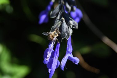 Orlando Florida 'daki Lew Garden.  