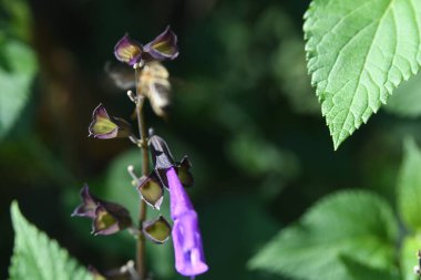 Orlando Florida 'daki Lew Garden. 