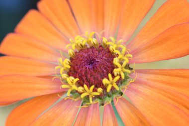 Orlando Florida 'daki Lew Garden