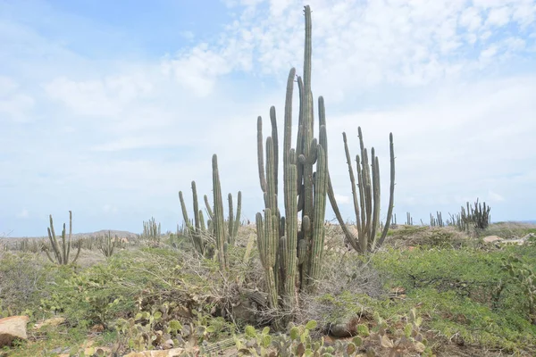 Gyönyörű Aruba Karib Térségben Szeptember 2016 Fotó Hitel Marty Jean — Stock Fotó