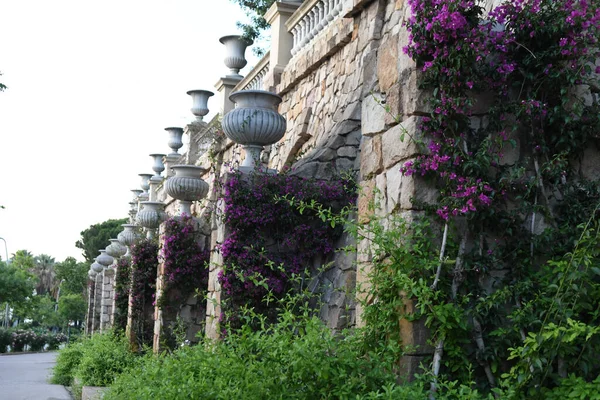 Widok Ścianę Pięknymi Roślinami Kwiatami — Zdjęcie stockowe