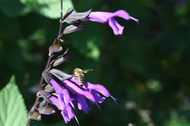 Orlando Florida 'daki Lew Garden. 