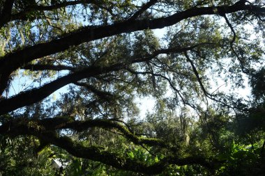 Orlando Florida 'daki Lew Garden. 