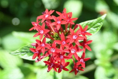 Orlando Florida 'daki Lew Garden. 