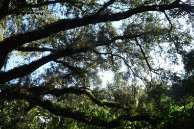 Orlando Florida 'daki Lew Garden. 