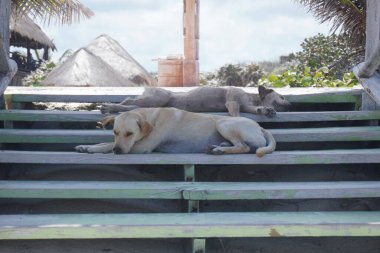 Sokak köpekleri banklarda yatıyor.