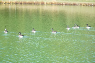 Göletteki yüzen ördeklere bak.