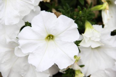 14 Mayıs 2014 'te Fransa' nın Cote D 'azur şehrinde güzel bir havuz evi.