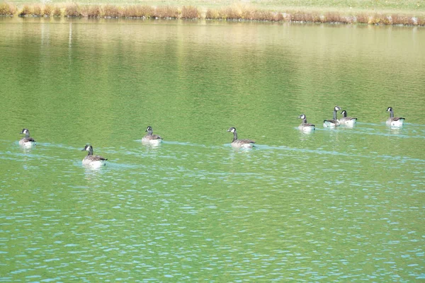 View Swimming Ducks Pond — Stock Photo, Image