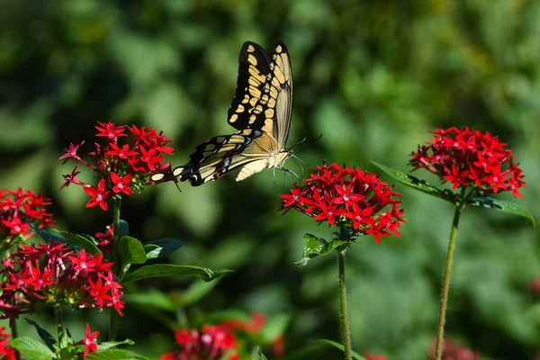 Hermosa Mariposa Flor Roja Hermoso Día Verano — Foto de Stock