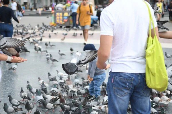 Θέα Στην Κεντρική Πλατεία Όπου Άνθρωποι Ταΐζουν Περιστέρια — Φωτογραφία Αρχείου