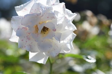 Orlando Florida 'daki Lew Garden. 