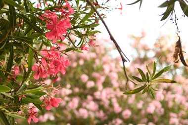 Güzel çiçeklerin güzel manzarasını kapat.