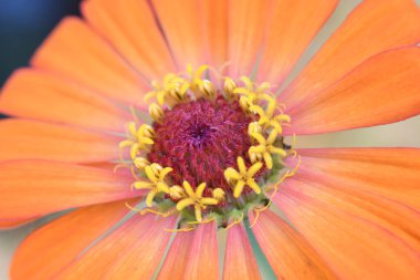 Orlando Florida 'daki Lew Garden