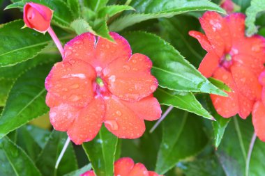 Orlando Florida 'daki Lew Garden. 