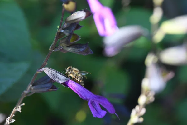 Lew Garden Orlando Florida — Stockfoto