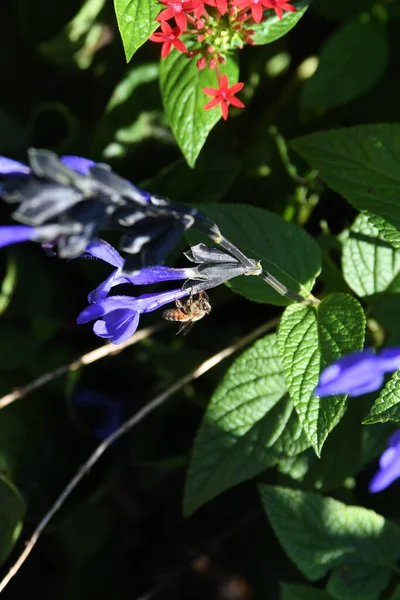 Lew Garden Orlando Florida — Stockfoto