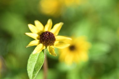 Orlando Florida 'daki Lew Garden