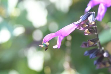 Orlando Florida 'daki Lew Garden. 