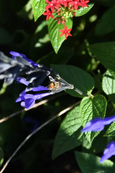 Lew Garden Orlando Florida — Stockfoto