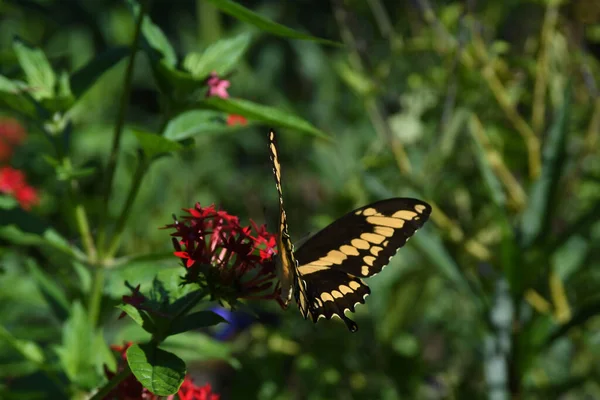 Lew Garden Orlando Florida — Stockfoto