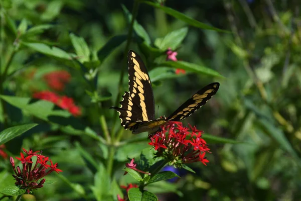 Lew Garden Orlando Florida — Fotografia de Stock