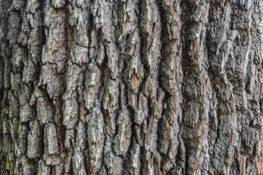 Eski bir ağaca yakın çekim