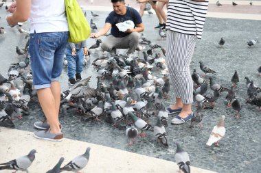 İnsanların güvercinleri beslediği ana meydanı görün