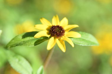 Orlando Florida 'daki Lew Garden