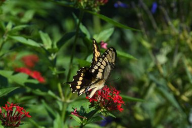Orlando Florida 'daki Lew Garden.