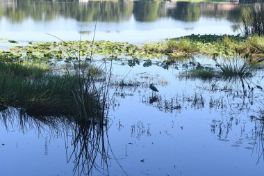 Orlando Florida 'daki Lew Garden. 