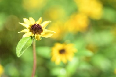 Orlando Florida 'daki Lew Garden