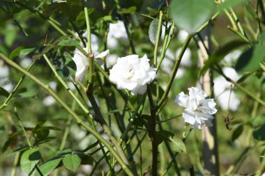 Orlando Florida 'daki Lew Garden. 