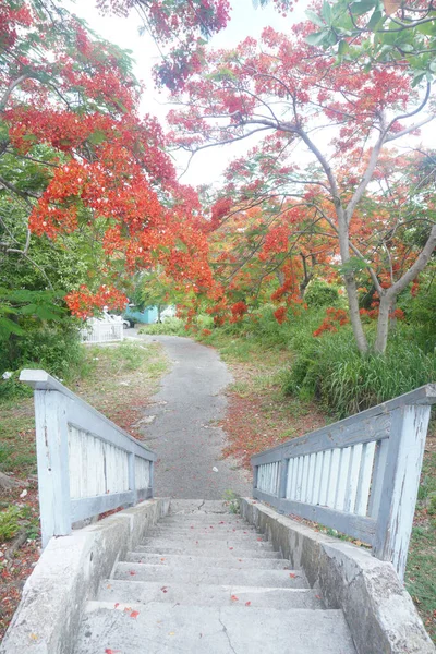 Hermosa Vista Las Hojas Los Árboles Cielo — Foto de Stock