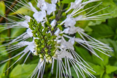 Orlando Florida 'daki Lew Garden. 