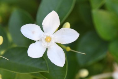 Orlando Florida 'daki Lew Garden. 