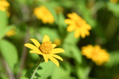 Orlando Florida 'daki Lew Garden. 
